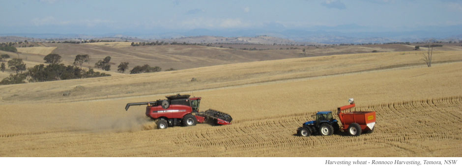 Harvesting wheat